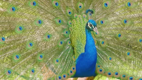 Close Up Of India Peacock Feather Train Threat Display Slow Motion Видео 157767379