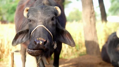 Close up of Indian buffalo chewing the cud while white foam on Mouth. Stock Footage 236445003