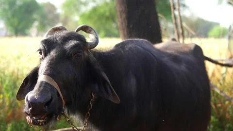 Close up of Indian buffalo chewing the cud while white foam on Mouth. Stock-Footage 236445017