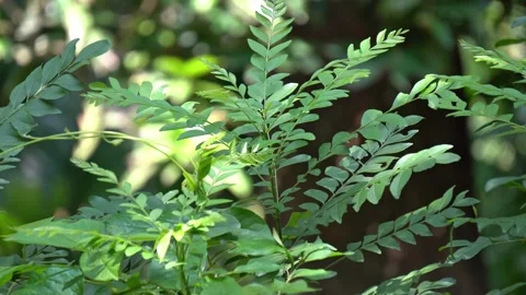 Close Up of Indian Curry Tree Foliage and Culinary Herb Plant Stem. Video stock 337850440