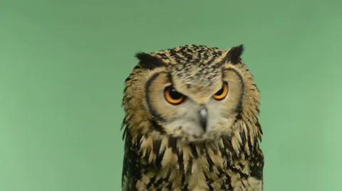 Close-up of a Indian Eagle Owl looking around, green key Stock Footage 30426458