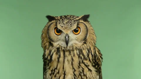 Close-up of a indian eagle owl looking around, green key Stock Footage 30428861