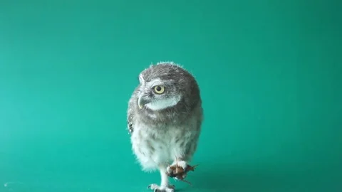 Close-up of a Indian Eagle Owl looking around, green key, Slow motion video, 스톡 동영상 73755033