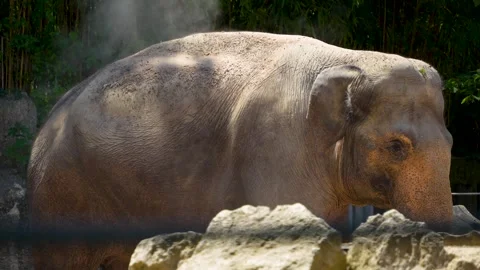 Close up of an Indian elephant Stock Footage 278009767