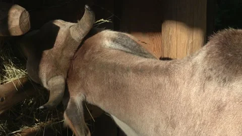 Close-Up Of Indian Gaur (Bos Gaurus) head Stock Footage 223288458