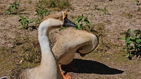 Close up of indian geese Stock Footage 274205909