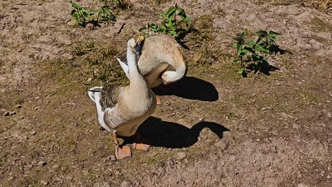 Close up of indian geese  Stock Footage 274221441