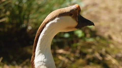 Close up of indian goose  Stock Footage 274232907