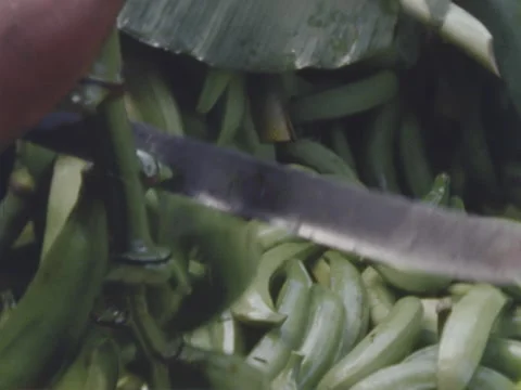 Close as Indian man cuts platanos from the stalk. Stock Footage 147901482