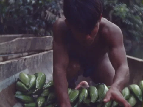 Close of Indian man stacking platanos in pirogue. Stock Footage 147939190