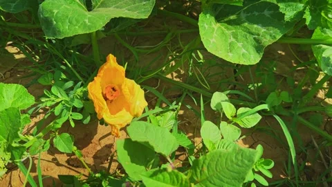 Close Up of Indian Pumpkin Flower with Pollinating Bee Inside Bloom Stock Footage 338426993