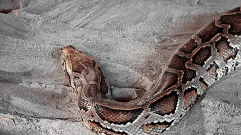 Close-up of Indian Python Slithering on Sand Texture 스톡 동영상 332579575