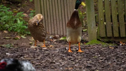 Close up of Indian Runner duck Stock Footage 289467806