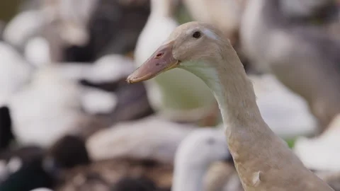 Close-Up of an Indian Runner Duck with Head Held High. Stock Footage 308466564