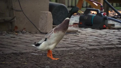 Close up of Indian Runner duck walking Stock Footage 291689652
