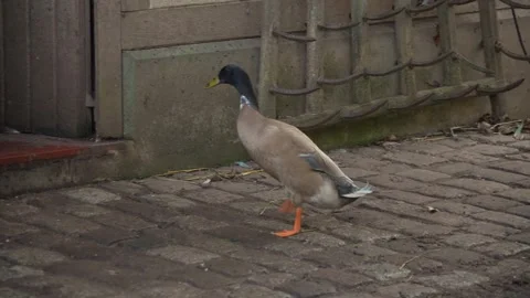 Close up of Indian Runner duck walking Stock Footage 291698504