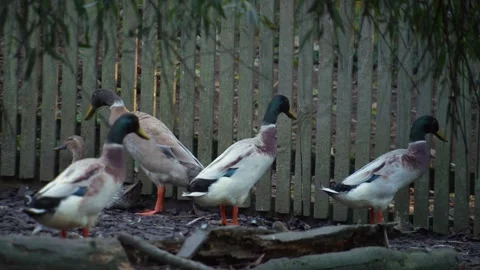 Close up of Indian Runner ducks Stock Footage 291691884