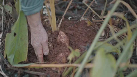 Close-up of indigenous farmer extracting ginger root from the ground. Stock Footage 282506308