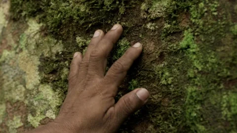 Close up of indigenous hand touching mossy tree in Amazon Stock Footage 324007660