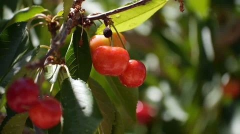 Close up on individual cherry 動画素材 48132571