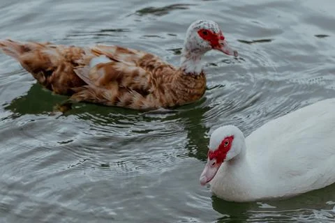 Close-up of a Indo ducks with distinctive red facial markings. The bird has Stock Photos
