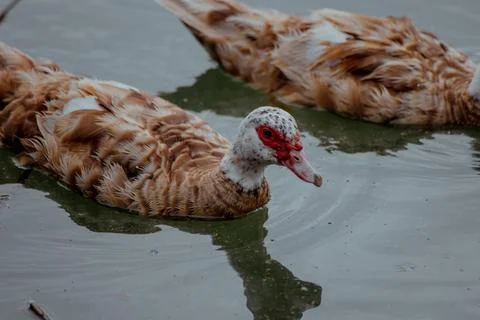 Close-up of a Indo ducks with distinctive red facial markings. The bird has Stock Photos