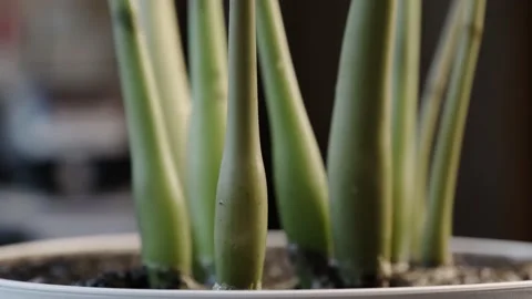 Close-up of indoor plant in a ceramic pot on the table. Care for house plants Stock Footage 134397007