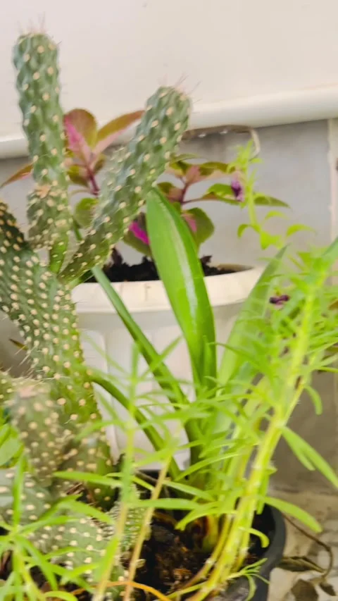 Close-up of indoor potted plants on a kitchen counter Vídeos de archivo 336849471