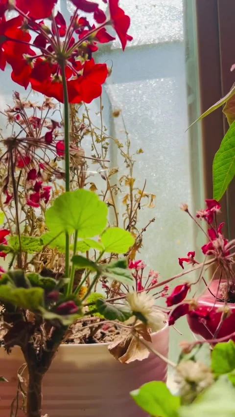 Close-up of indoor potted plants on a window sill, Vídeos de archivo 336849466