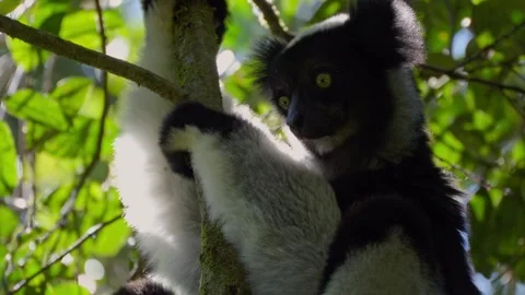 Close Up of Indri Lemur Face in Madagascar Rainforest Habitat Stock Footage 345337116