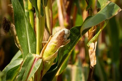 Close-Up of Infected Corn Kernels with Smut 스톡 사진
