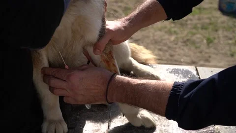 Close-up injecting syringe needle and taking blood sample of dog. Stock Footage 244240090