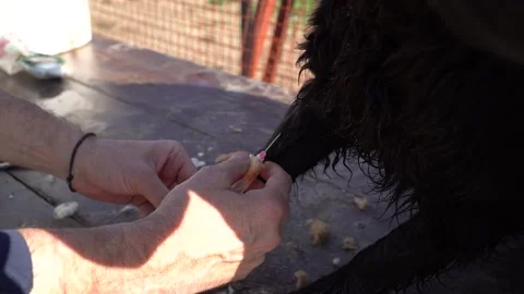 Close-up injecting syringe needle and taking blood sample of dog. Stock Footage 244241830