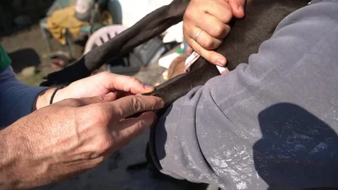 Close-up injecting syringe needle and taking blood sample of dog. Stock-Footage 244242171