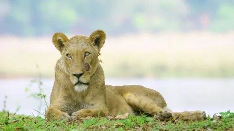 A close up of an injured lion. The lion roar. Stock Footage