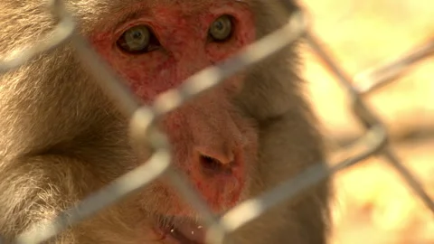 Close-up of Injured Monkey Face Behind Chain Link Fence in Golden Light Vidéo 335146185