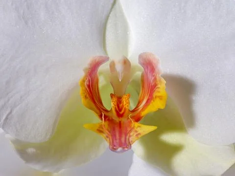 Close up of the inner orchid. Stock Photos