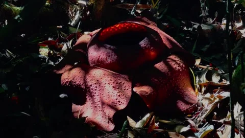 Close-up of Insect Activity on Rafflesia Bloom Video stock 337626638