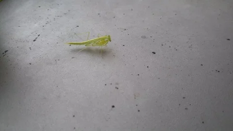 Close-up Insect Candid Shot Stock Footage 119376966