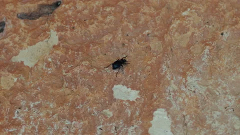Close up of an insect climbing a rock Video stock 141962131