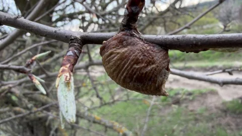 Close-Up of Insect Cocoon on Budding Tree Branch in Spring Nature Stock Footage 332592362