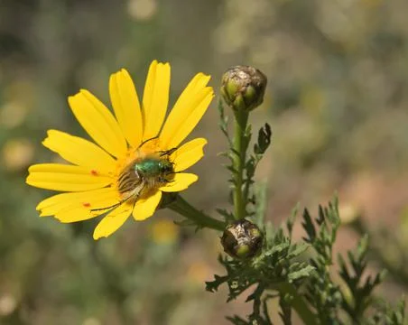 Close up of an insect on a daisy. Stock Photos