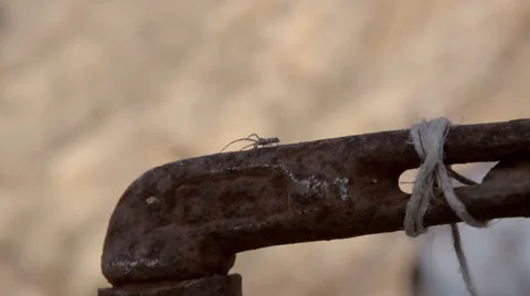 Close-up of an insect in a desert place Vídeo Stock 57846492