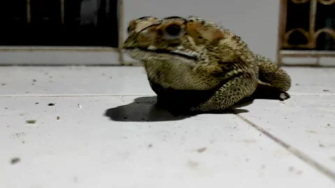 Close-up of an insect-eating Asian toad, at night under light Stock-Footage 334662114
