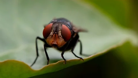 Close up of insect fly on green leaf plant nature Stock Footage 128949768