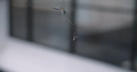 A close up of an insect Stock Footage 155405935