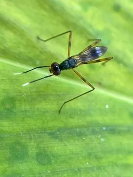 Close-up of an insect on a green leaf (2) Stock Photos