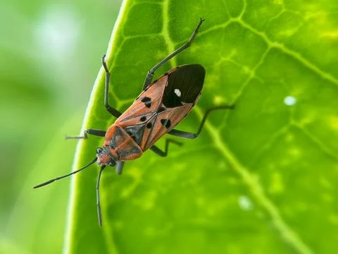 Close-up of an insect on a green leaf (2) Stock Photos
