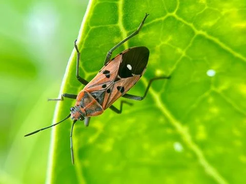 Close-up of an insect on a green leaf (4) Stock Photos