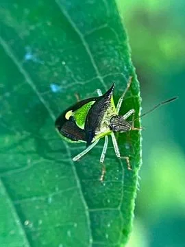 Close-up of insect on green leaf (9) Stock Photos